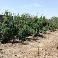 باغچه ۵۳۰ متری کهریزک جاده خاوران بعداز شریف اباد|فروش زمین و ملک کلنگی|شریف‌آباد, |دیوار