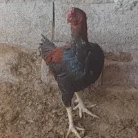 خروس لاری فروشی یا معامله.|حیوانات مزرعه|رفسنجان, |دیوار