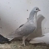 ساده صندل نر