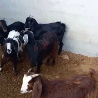 بزغاله|حیوانات مزرعه|شاهرود, |دیوار