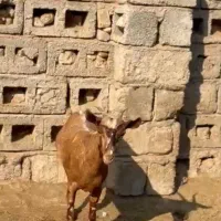 دام ناب|حیوانات مزرعه|تایباد, |دیوار