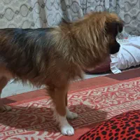 سگ پا کوتاه خیلی عالی بدون هیچ مشکلی شناسنامه دار|سگ|نورآباد ممسنی, |دیوار