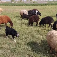 فروش گوسفند زنده ۲۷راس
