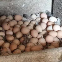 تخم مرغ نطفه دار شاخدار