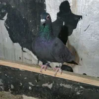 کبوتر پلاکی ماده سیاه|پرنده|صدرا-فارس, فاز ۲|دیوار