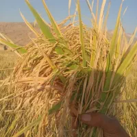 فروش چلتوک طارم هاشمی|خوردنی و آشامیدنی|دهدشت, |دیوار