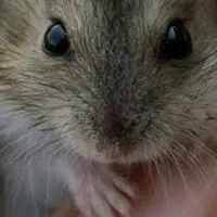 تعدادی همستر کوچولو وناز|موش و خرگوش|قم, مهدیه|دیوار