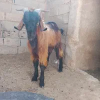 یک راس چکل چاق
