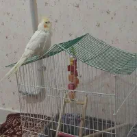 عروس هلندی