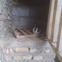 بچه خرگوش ۴عدد|موش و خرگوش|سلماس, |دیوار