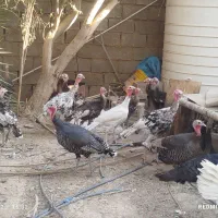 بغلمون نرماده بزرگ کوچیک|حیوانات مزرعه|رامهرمز, |دیوار