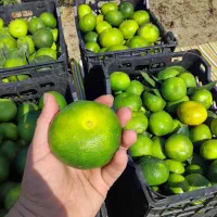 نارنگی درجه یک تازه چین کلی