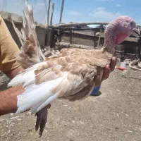 بوقلمون