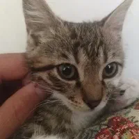 دو بچه گربه چهار ماهه دوست‌داشتنی