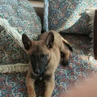 سگ مالینیوز