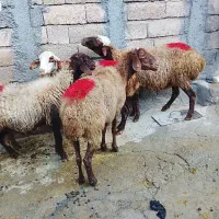 گوسفند میش|حیوانات مزرعه|کلیائی, |دیوار