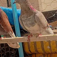 کفتر عالی|پرنده|سیرجان, |دیوار