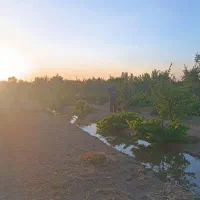 باغ انگور و تعدادی درخت میوه