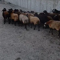 ۲۳راس میش جوان ابس به فروش می‌رسد