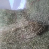 بیده یونجه|لوازم جانبی حیوانات|فاروج, |دیوار