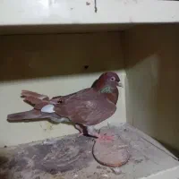 سرخ