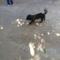 سگ شیتزو|سگ|بشاریات, |دیوار