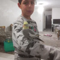 عروس هلنی|پرنده|ملایر, |دیوار