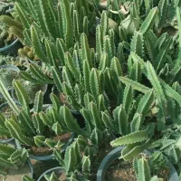 فروش انواع گل و کاکتوس و آپارتمانی و طبیعی|گل و گیاه طبیعی|فسا, |دیوار