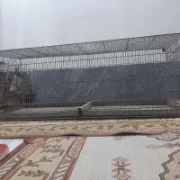 قفس غلامی جوجه پرون