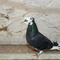 کبوترسفیدوتیرماهی