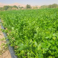 سبزی خورشتی و خوردنی طلا|خوردنی و آشامیدنی|الشتر, |دیوار