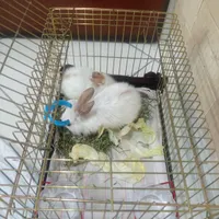 خرگوش بازی گوش