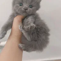 توله گربه اسکاتیش بریتیش وارداتی