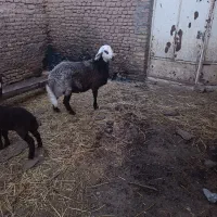 بره کله|حیوانات مزرعه|تربت جام, شاد|دیوار