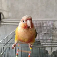 یک عدد گرینچیک و یک عدد شاه طوطی