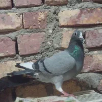 اسباب بازی کبوتر