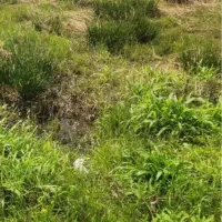 520متر مسکونی  در توسکامحله چابکسر /مستقیم مالک
