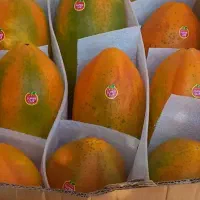 فروش پاپایا و میوه کاکتوش