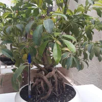 بونسای شفلرابنجامین بلک خرفه کاج نانا سروپژیا|گل و گیاه طبیعی|رشت, باهنر|دیوار