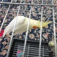 عروس هلندی،جفت،جوجه داده|پرنده|ارطه, |دیوار