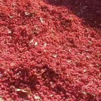 زرشک خشک فروشی|خوردنی و آشامیدنی|درمیان, |دیوار