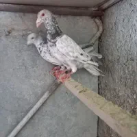 کبوتر رنگی همه مدل