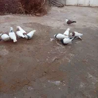 کبوتر طوقی سرول