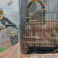 یک جفت عروسی هلندی|پرنده|تهران, افسریه شمالی|دیوار