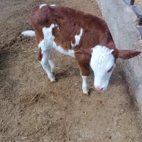 گوساله های خوراک خور ۵ماهه ماده ونر درجه یک