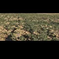 زمین کشاورزی دیم ماماهان