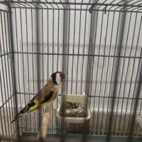 سهره نر|پرنده|بندرعباس, |دیوار