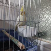 عروس‌هلندی‌مولد