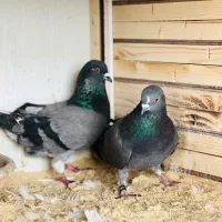 یک جفت کبوتر نرو‌ماده سبز