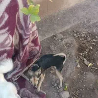 واگذاری سگ پوست اسبی خیلی کوتاه و کوچولو گوش تیز|سگ|بم, |دیوار